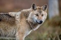 ÃÂ¡lose-up portrait of a wolf. Eurasian wolf Royalty Free Stock Photo